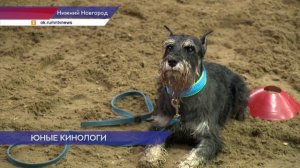 Соревнования юных кинологов