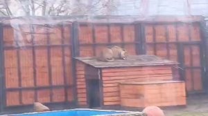 JOJD1460 Шархан 21.11.2025 Видео от опекуна Светланы