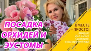 Сажаю орхидеи и эустомы