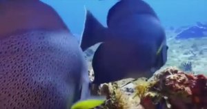 Кораллы невероятные животные или растения