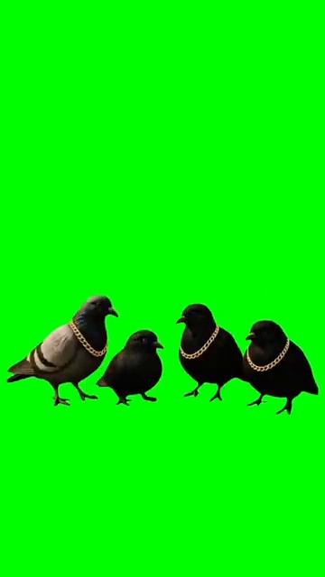 PIGEON #memes #greenscreen #sillybaloo #meme #fyp #trending