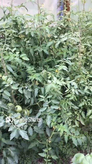 Ленобласть. Хвойное. 15.07.2024. Помидоры в теплице, на даче. Эпизод 2