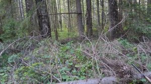 Гнездо рябчика.