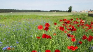 1074.🎼.Л.Гурченко - «Нет, мой милый» ,1982 , муз.Марк Фрадкин,  слова Е.Долматовский.