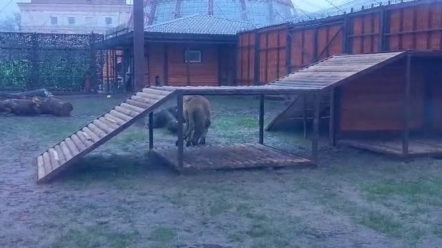 XGWQ4742 Шархан 21.11.2025 Видео от опекуна Светланы