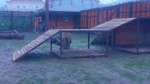 XGWQ4742 Шархан 21.11.2025 Видео от опекуна Светланы