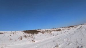 охота на зайца