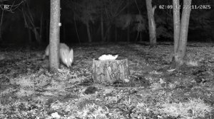 Лиса и сало на дереве. Калуга