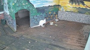 Кенгуру и их соседка крыса 21.11.2025 Сочи