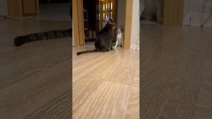 Коты и Игрушка