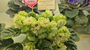 #149.Москва.Выставка Фиалок в Доме фиалок.Анапа-море на Пионерском.