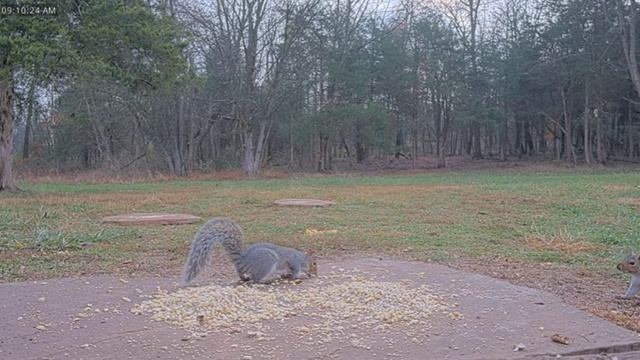 Белочки и орехи