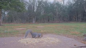 Белочки и орехи