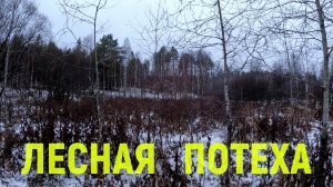 Лесная потеха