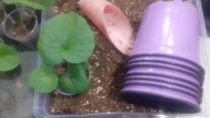 22.11.2025 Цинерария гибридная.  Перевалка.