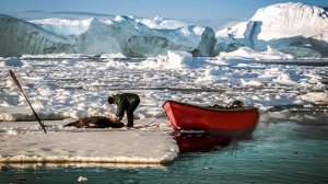 «На тюленей мы охотимся веками». Кто такие инуиты и почему им разрешили добывать морских животных?