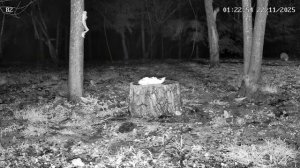 Лиса и сало