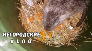 Ноябрьский релакс. НУТРИИ подрались. Отсадил самца. 17.11.25