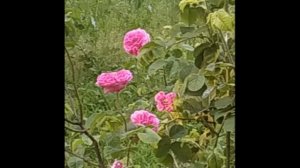 Вальс цветов