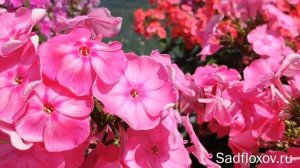 Флокс Поэма селекции Т.П. Шаповал