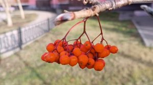 **Я КУПЛЮ ТЕБЕ НОВУЮ ЖИЗНЬ**.ЕСЛИ МЕНЯ КТО-ТО ЛЮБИТ❤💛💙, ЗНАЧИТ ЖИВУ НЕ ЗРЯ!!!