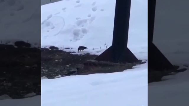 #приколы #видеоприколы #юмор #ржака