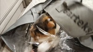 Масенькина любимая игрушка 😆