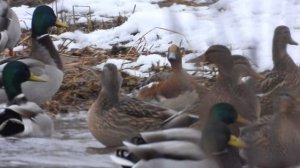 Гусь Белолобый и Свиязь вместе с Кряквой в Великом Новгороде, наблюдение птиц 22 ноября 2025