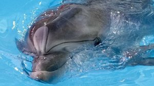 Стал новым символом города: дельфин парализовал движение в Венеции