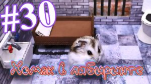 Хомяк в лабиринте (30 серия)
