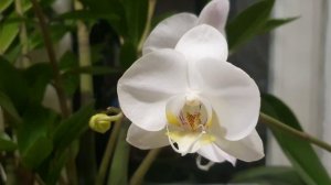 Возвращение в лето...