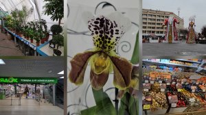 22.11.2025 г Орхидея/ Комнатные растения/ Подарки/ Центральная ёлка/ Центральная площадь