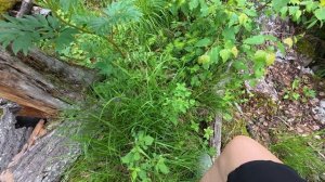 Прогулка по курумнику. Шерегеш