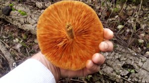 Грибная охота. Португалия 16 ноября 2025г. Что можно собрать в это время с грибов, и не только.