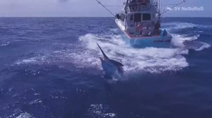 Почему у рыбаков всего мира Голубые марлины из рода Макайры (Makaira) являются престижной добычей ?