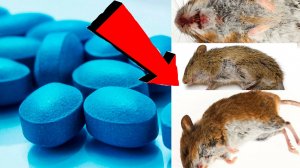 Как быстро избавиться от всех мышей За 3 Секунды!!!