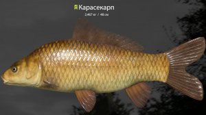 РР 4 Медное !!!