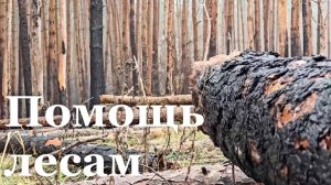 В Новоайдарском районе восстанавливают лес