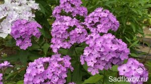 Флокс Вайолет Флейм Violet Flame