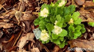 Примулы питомника Барнхавен (Barnhaven)