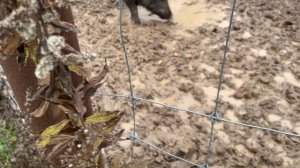 Охота на Кабана