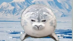 Тюлень Виталий на северном полюсе!