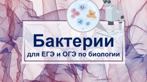 Бактерии. Всё что нужно для ЕГЭ по биологии