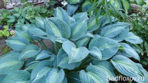 Голубая хоста Киви Фулл Монти в моем саду