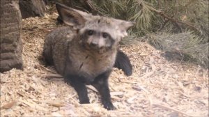 Одна большеухая лисица наблюдает за белкой, другая умывается 19.11.2025