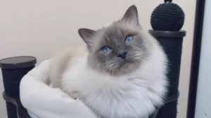 BEST IN SHOW (ПДШ) - конкурс 31-й выставки кошек PCA 22 ноября 2025г