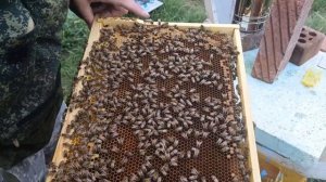 Осмотр семьи через 1,5 месяца после формирования пчелопакета