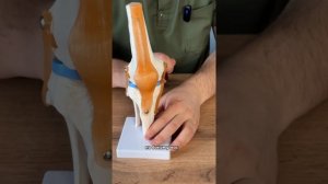 СТРОЕНИЕ КОЛЕНА