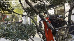 Лондон 🎄 Самый дорогой рождественский рынок Найтсбридж и Челси Прогулка