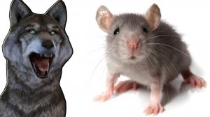 Мыши тащат сыр ГОВОРЯЩИЙ ВОЛК играет ВИДЕО для ДЕТЕЙ ))) #38